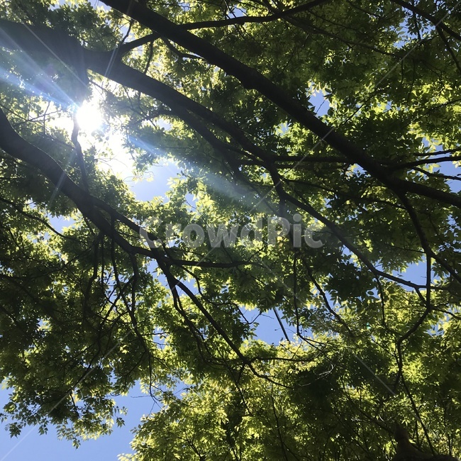 나무,햇빛,light,빛,풍경,tree