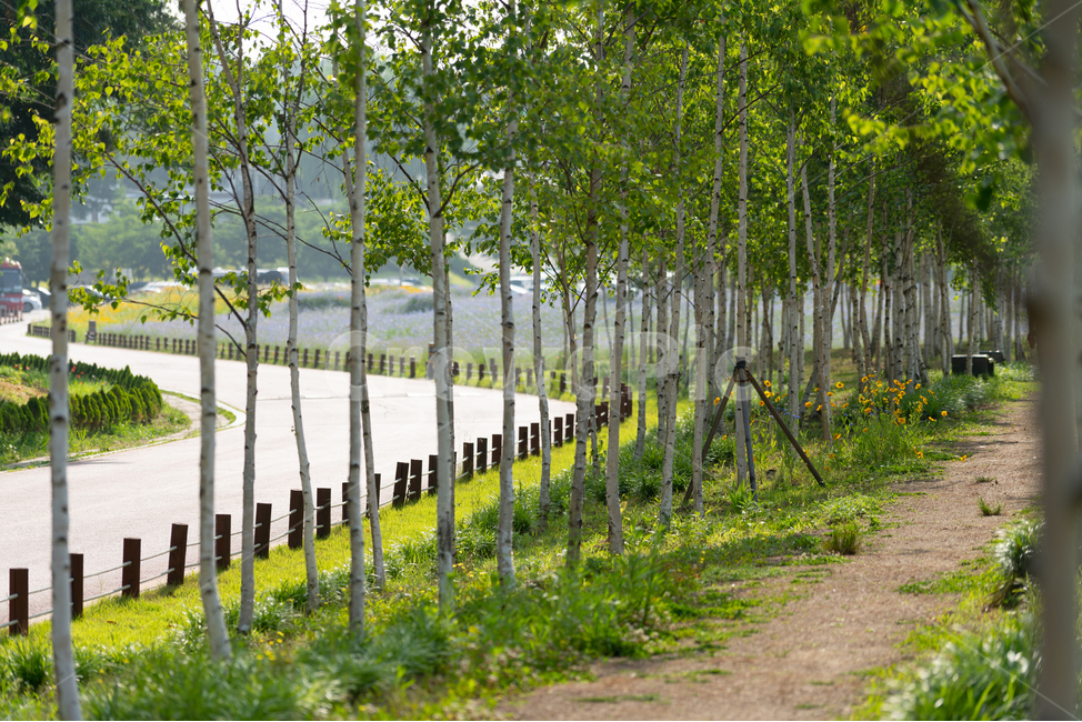 산책로,자작나무,숲길,공원,나무,birch,식물,자연,plants,nature,나무,trees,wood