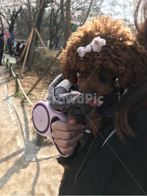 강아지,귀여움,벚꽃삔,갈색푸들,푸들