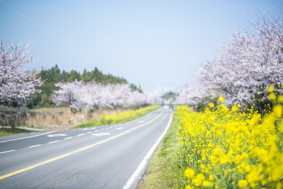 Cherry Blossom,Spring in Jeju,jeju island,rape flower,Noksanro
