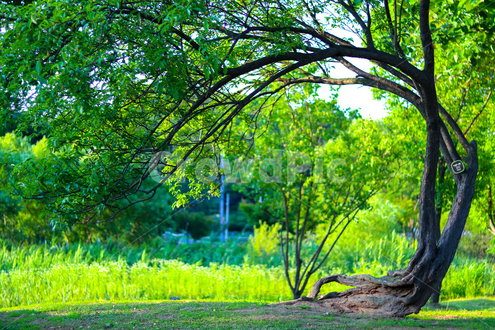 초목,식물,숲,나무,자연,삼림지,자연,풍경,nature,landscape,vegetation,plant,tree,outdoors,옥외,woodland,forest,land,땅