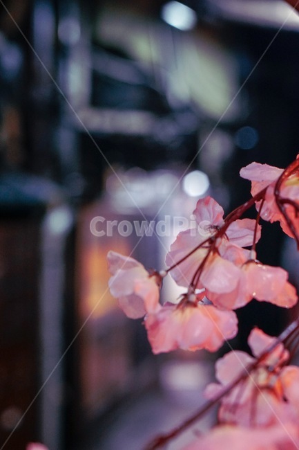 일본,야경,벚꽃,도쿄,봄,밤거리,봄,계절,spring,season,야경,밤,풍경,nightscape,night,landscape,plant,식물