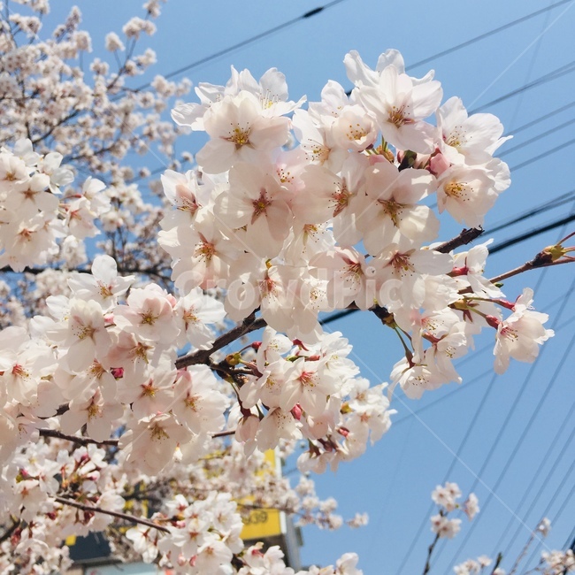 벗꽃,4월,봄,cherryblossom,spring,봄,계절,spring,season,식물,자연,plants,nature,꽃,flower,plant,blossom