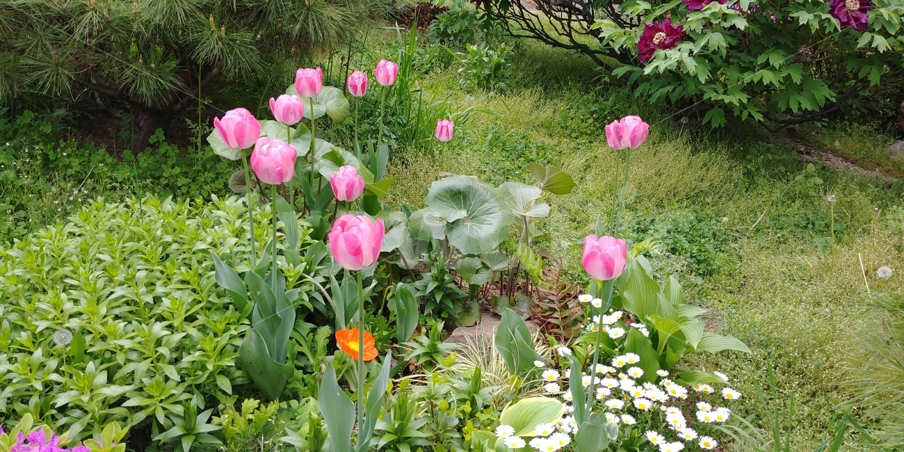 숲속,꽃,flower,튤립,핑크,식물,자연,plants,nature,꽃,flower