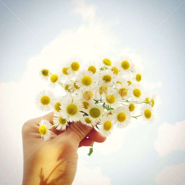 꽃,풍경,자연,빛모아농원,계란꽃,식물,자연,plants,nature,꽃,flower
