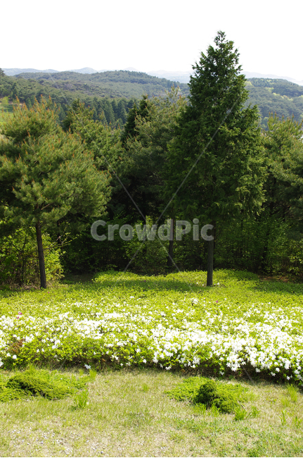 수목원,숲,나무,식물,flower,plants,nature,자연,풍경,nature,landscape,grassland,목초지,field,들,outdoors,옥외,rural,농촌,farm,농장,meadow
