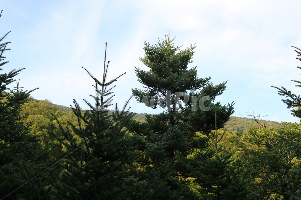 화담숲,나무,소나무,자연,풍경,식물,전나무,구상나무,자연,풍경,nature,landscape
