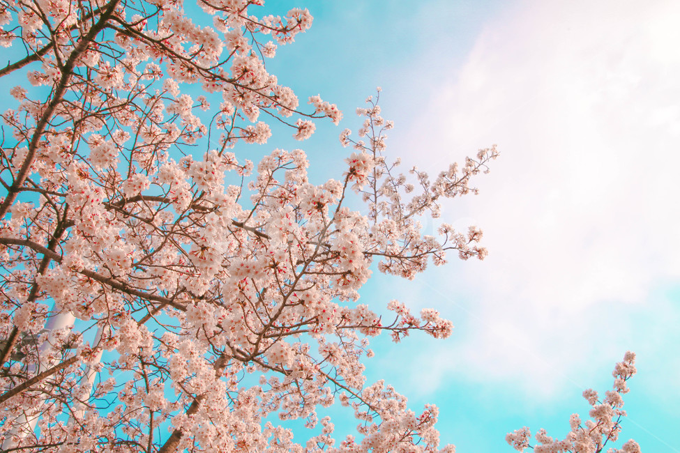 봄,벚꽃,감성사진,자연,계절,spring,꽃,season,금오산,벚꽃길,봄,계절,spring,season,꽃,flower,plant,식물,blossom