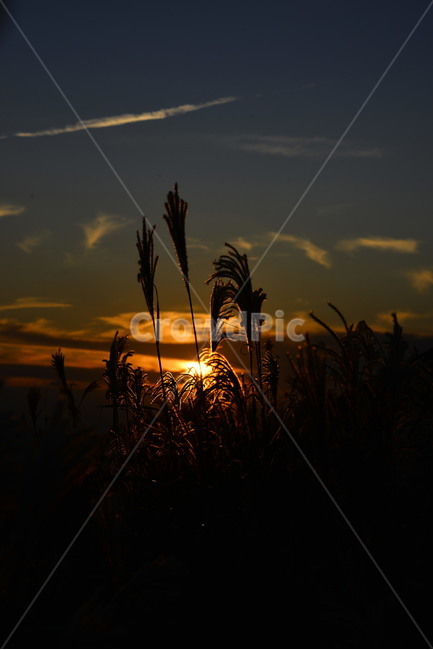 제주도,일몰,붉은노을,갈대,식물,nature,빛,light,자연,실루엣