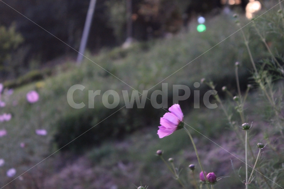 계절,가을,추위,바람,꽃,코스모스,플라워,분홍색,핑크,식물,weather,autumn,cool,wind,flower,plants,pink,color,cosmos,가을,계절,fall,autumn,season,식물,자연,plants,nature,꽃,flower,geranium,제라늄,plant,blossom