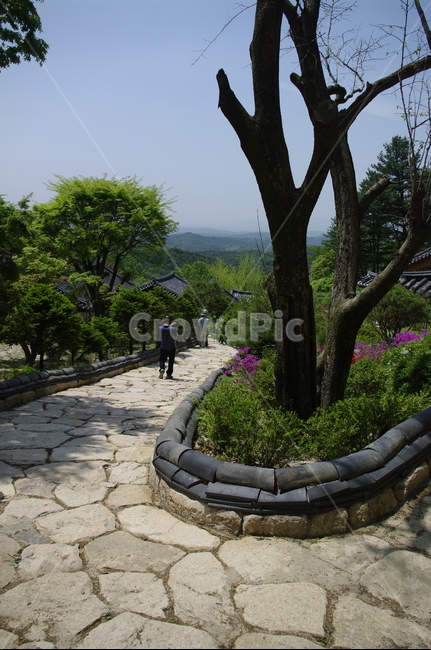 부석사,건축,전통건축,traditional,전통,기와지붕,담장,초록,나무,잎,식물,plant,계절,봄,spring,한국전통,한국문화,korean traditional,korean culture