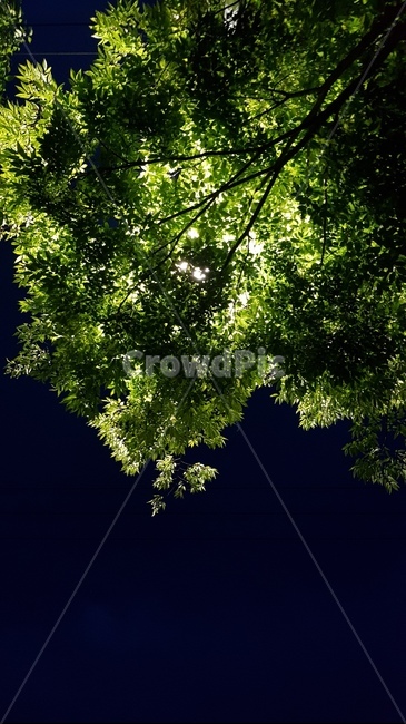 여름,밤,초록빛,나무,감성,자연,풍경,nature,landscape,tree,plant,식물