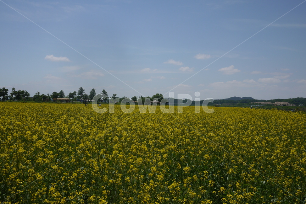 유채꽃,유채꽃축제,자연,들,field,식물,자연,plants,nature,꽃,flower