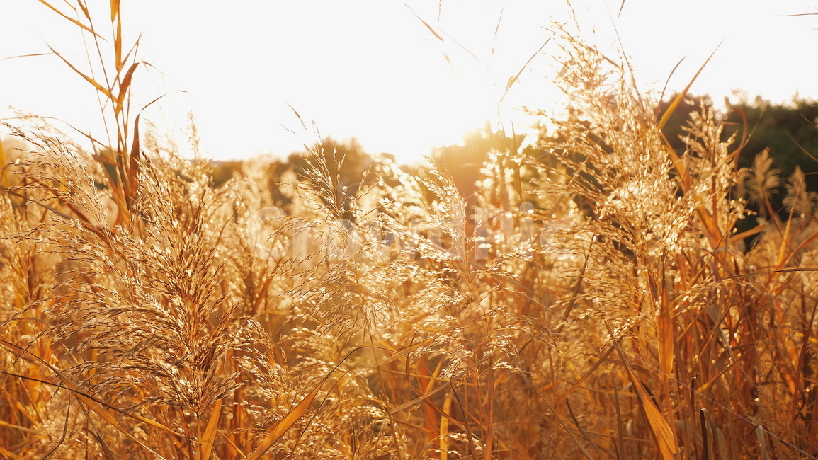 갈대,억새,가을,자연,풍경,노을,가을,계절,fall,autumn,season,자연,풍경,nature,landscape,식물,plants,plant