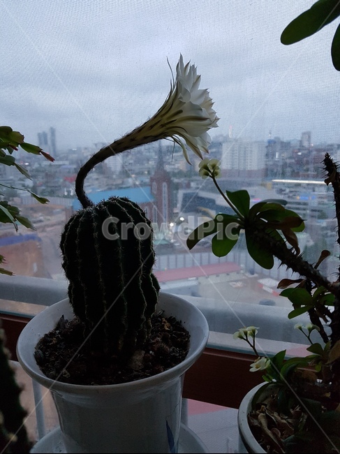 식물,선인장,꽃,flower,단모환,하얀단모환,하루살이꽃