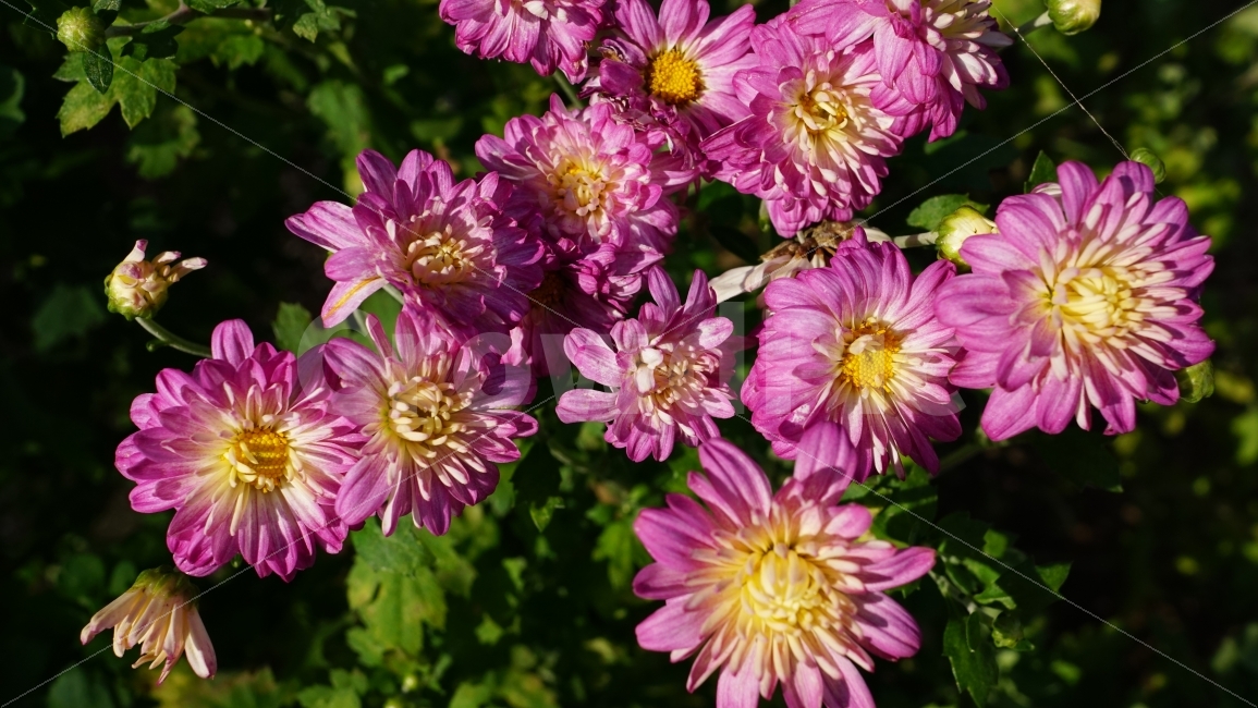 국화,꽃,플라워,식물,자연,꽃봉오리,여름,이파리,flower,nature,summer,꽃사진,감성,감성사진,계절,season,풍경,landscape,plants,여름꽃,경치,접사,마크로,macro,힐링,healing,snap,스냅,식물,자연,plants,nature,꽃,flower