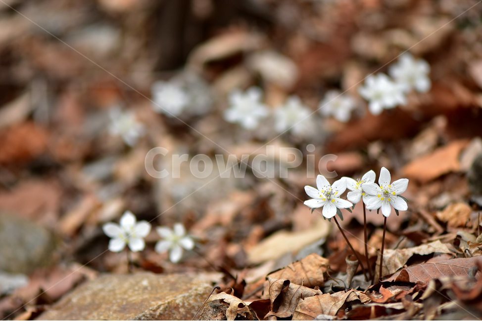 변산바람꽃,2018년,3월,야생화,꽃,생태,식물,자연,들꽃,산꽃,봄,감성,힐링,플라워,계절,시즌,wild,Flower,plants,nature,spring,season,배경,풀,초본,미나리아재비과,너도바람꽃속,flower,생태사진,봄꽃,자생지,경기도,식물,자연,plants,nature,꽃,flower