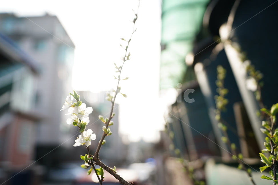 봄,감성,느낌,계절,생명,생물,식물,잎,자연,식물,자연,plants,nature,꽃,flower