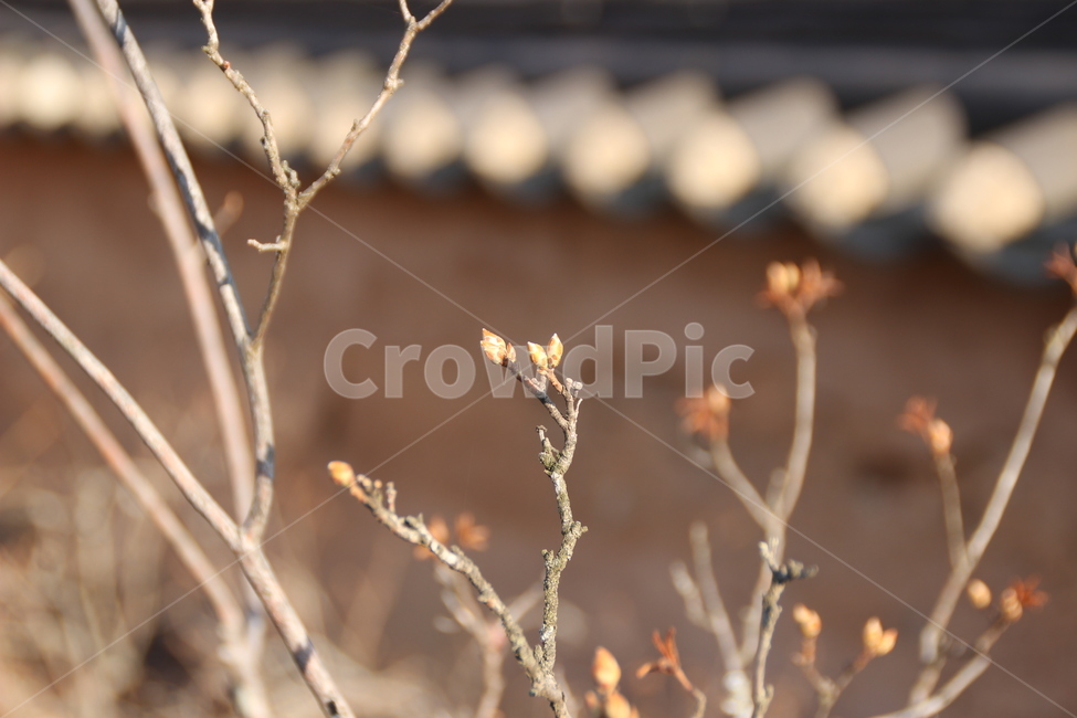 꽃망울,새순,진달래,허난설헌생가,강릉,한옥,담장,식물,자연,plants,nature