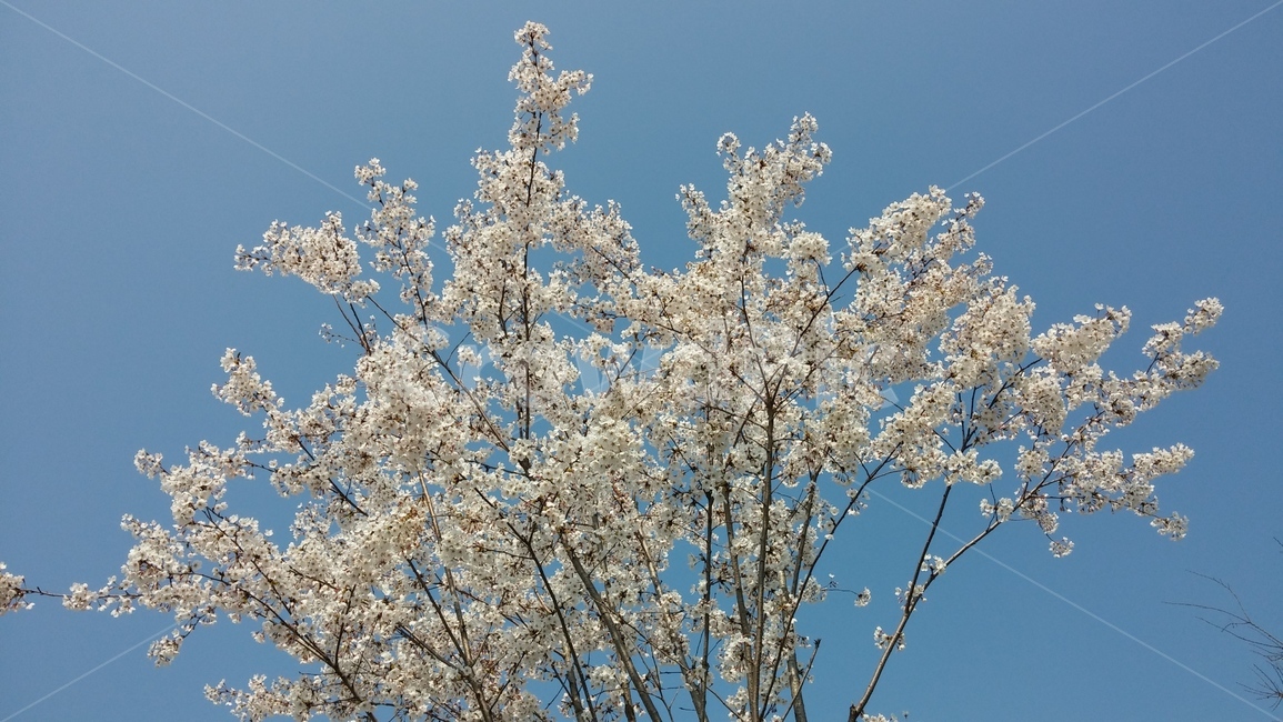 벚꽃,벚꽃나무,cherryblossoms,봄,바탕화면,꽃,행복,하늘,풍경,경치,맑음,sky,bluesky,landscape,배경화면