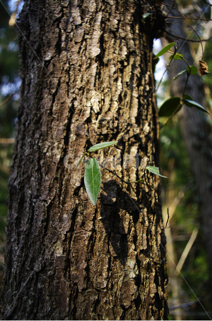나무,자연,식물,plant,nature,tree,잎,나무줄기