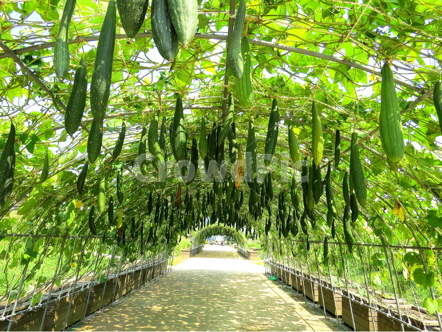 식물,수세미,자연,풍경,plant,식물,자연,plants,nature