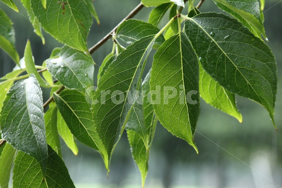 나뭇잎,초록색,녹색,여름,식물,나무가지,나무,tree,rain,비
