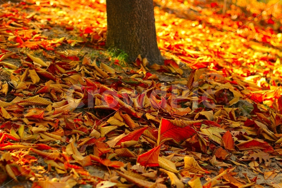 낙엽,나무,단풍,가을,계절,가을,계절,fall,autumn,season,식물,자연,plants,nature,leaf,잎,plant,tree,maple