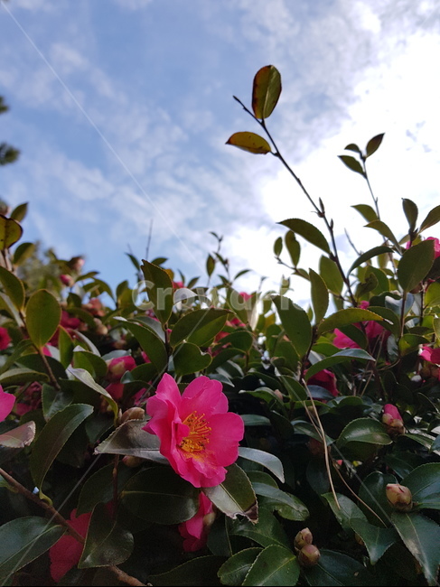 꽃,동백꽃,동백섬,분홍꽃,flower
