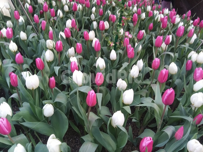 튤립,에버랜드튤립,꽃,flower,꽃말,꽃,flower