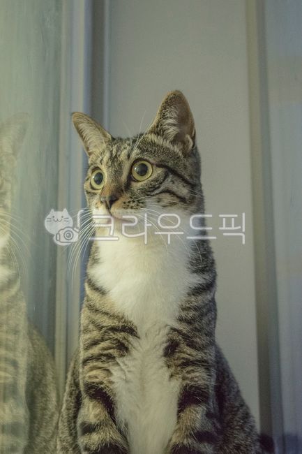 kitty,Pets,Korean Shorthair,kitten,cat,nose short,animal,mammalia,pet