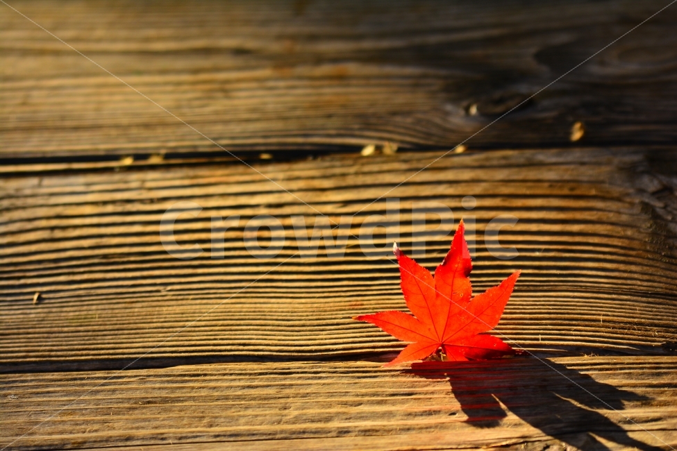 단풍잎,마지막잎새,낙엽,역광,감성,시즌,늦가을,leaf,season,maple,시안,디자인,디자이너,출판,편집,책자,서적,사보,카다로그,콘텐츠,리플렛,브로셔,컨셉,콘셉,컨셉트,모바일,팝업,전단,광고,색감,칼라풀,아름다운,뷰티풀,beautiful,sns,ebook,웹,마케팅,마켓팅,필,느낌,서정,배경,바탕,백그라운드,background,레드,빨강색,나이테,나무,의자,그림자,오후,wood,나뭇결,식물,자연친화적,계절,11월,분위기,가을,계절,fall,autumn,season,식물,자연,plants,nature,감성,sensible,feeling,잎,plant,tree