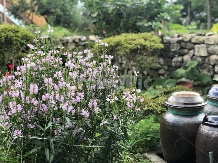 장독대,시골,시골집,귀향,시골꽃,들꽃,돌담