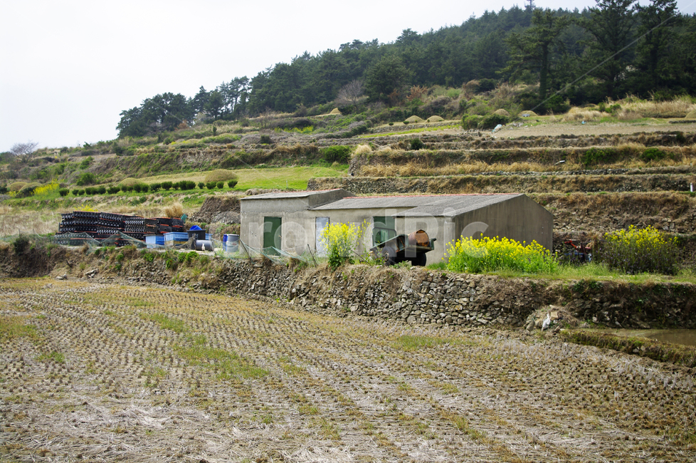 시골,농촌,밭,논,식물,plant,자연,nature,기계,봄,계절,spring,season,시골,마을,풍경,landscape,country,rural,town,outdoors,옥외,building,건물,hut,오두막