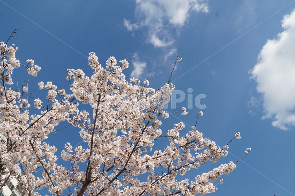 벚꽃,봄,cheeryblossom,계절,spring,식물,plant,flower,꽃,야외,나무,하늘,season,핑크,분홍,봄,계절,spring,season