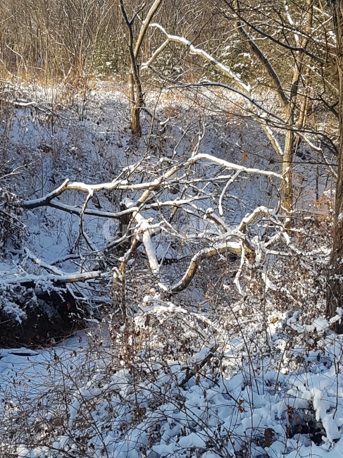 구렁이,겨울,나무,뱀,추운겨울,겨울,계절,winter,season,자연,풍경,nature,landscape,outdoors,옥외