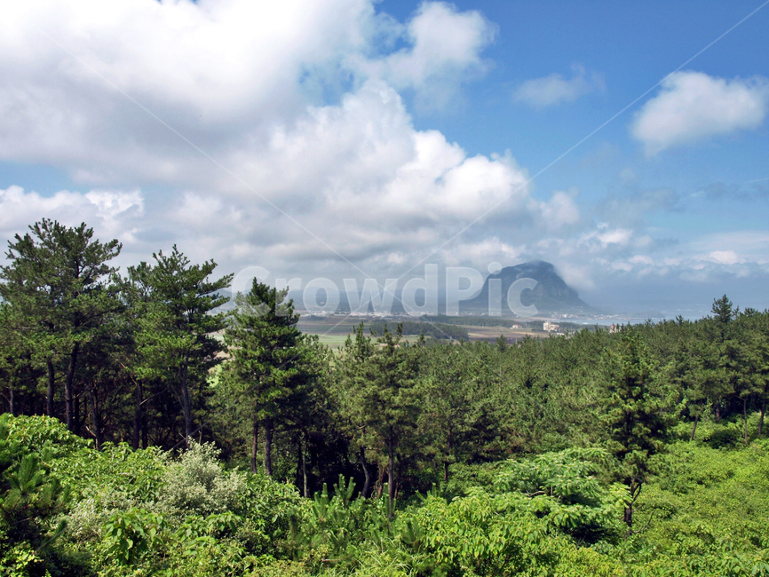 올레10코스,올레,서귀포시,제주,산방산,숲,자연,자연,풍경,nature,landscape,제주도,jeju,jeju island,plant,식물,tree,나무,fir,전나무,abies,아비