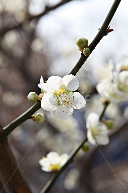 매화꽃,매화,꽃,꽃잎,봄꽃,봄,공원,식물,자연,식물,자연,plants,nature,꽃,flower