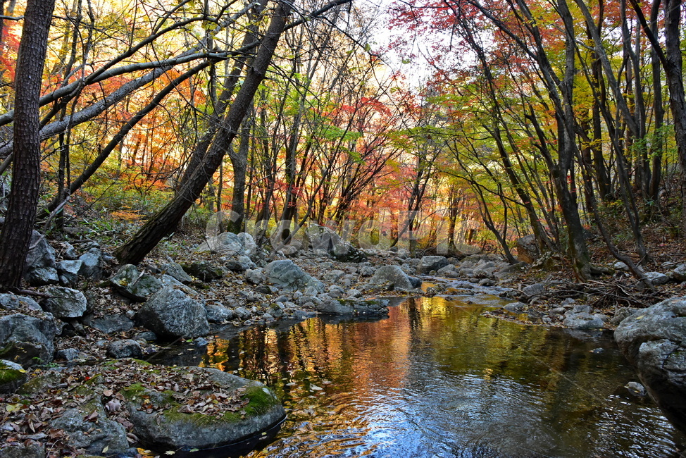 colorfully,nature,beautiful,healing,Bugok Valley,Chiaksan Mountain,Brightly colored,sight,five colors,season,autumn,Emotion,colorful,secret place,Maple