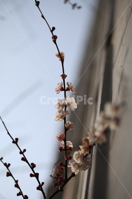 plant,식물,sprout,새싹,flower,꽃,blossom,bud,매화,봄꽃,흰꽃,하얀꽃,야생화,들꽃