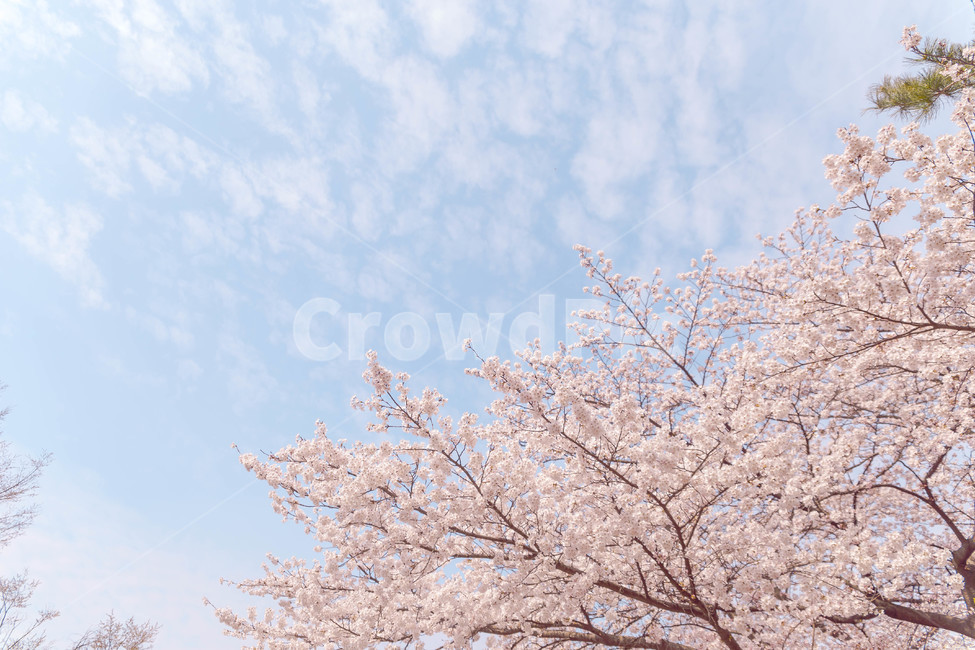 벚꽃,봄,꽃,blossom,cheeryblossom,꽃잎,flower,봄,계절,spring,season,자연,풍경,nature,landscape,plant,식물