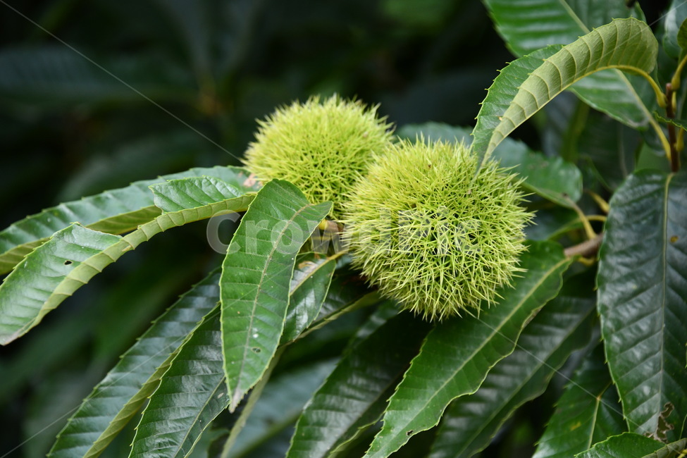 식물,잎,leaf,plant,tree,나무,밤나무,밤송이,추수,가을,결실,열매,초록,가을,계절,fall,autumn,season