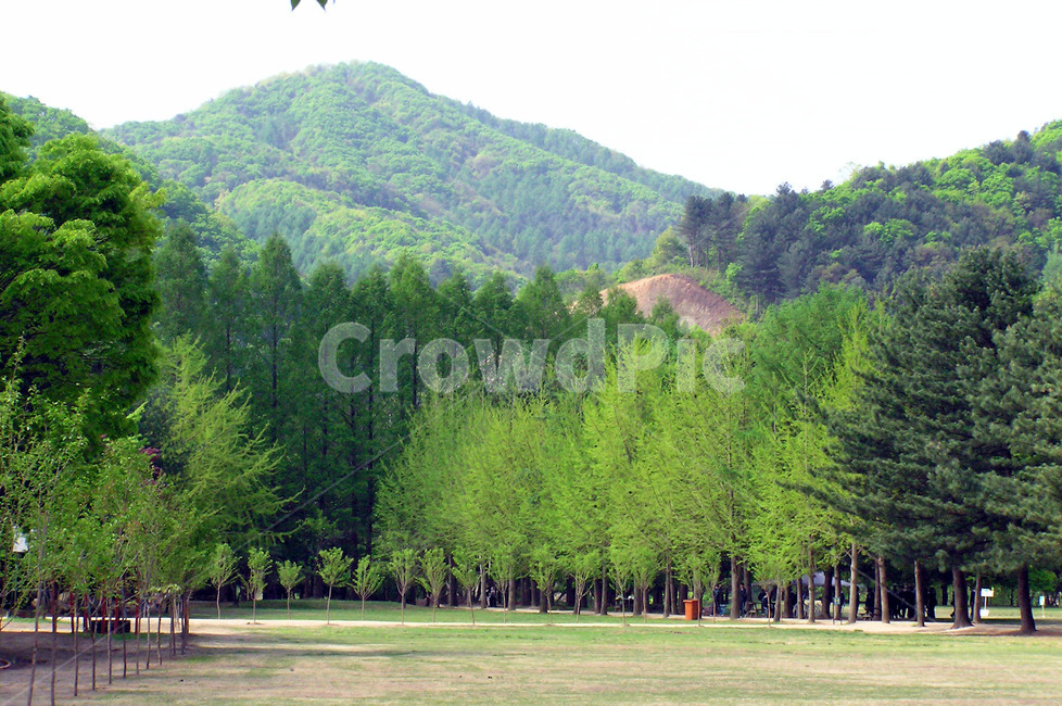 하늘,산,나무,숲,잔디밭,자연,풍경,nature,landscape,tree,plant,식물,outdoors,옥외