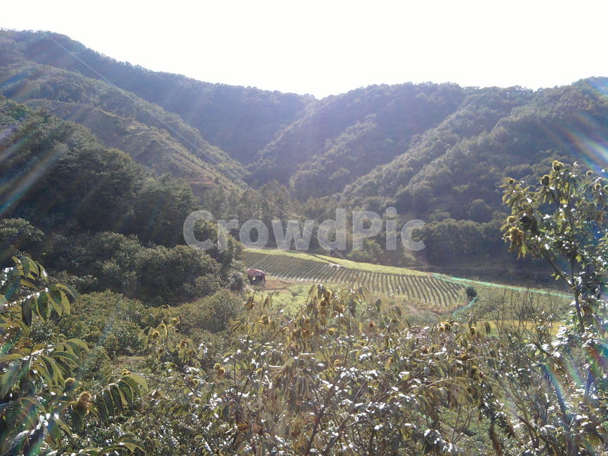 햇빛,산,나무,시골,sunshine,초록색,자연,자연,풍경,nature,landscape,outdoors,옥외,slope,경사