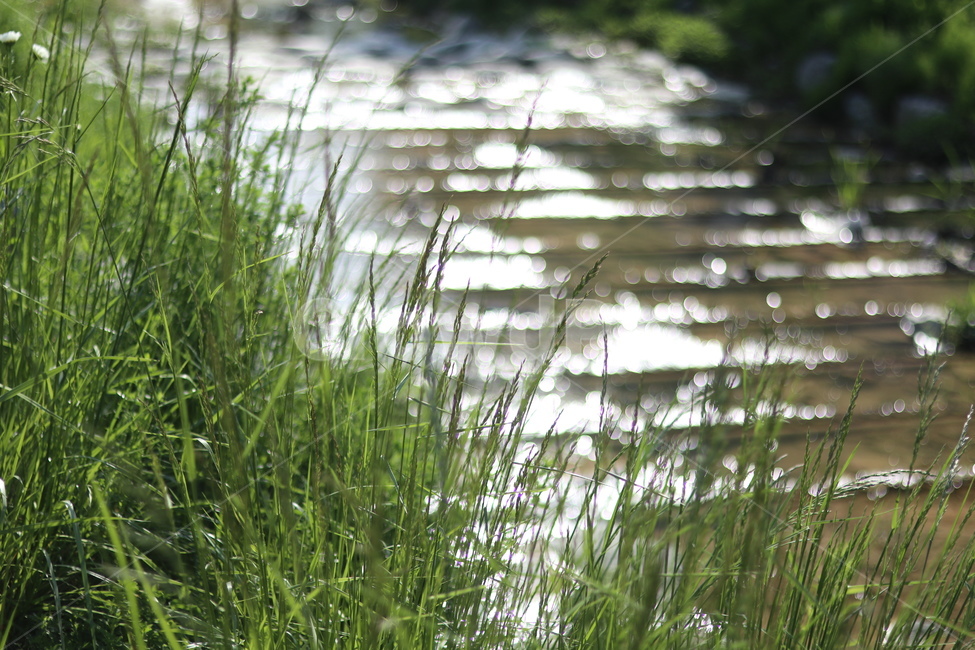 보케,빛,물,푸르름,맑음,자연,풍경,nature,landscape,식물,plants,grass,잔디,plant,outdoors,옥외,land,땅