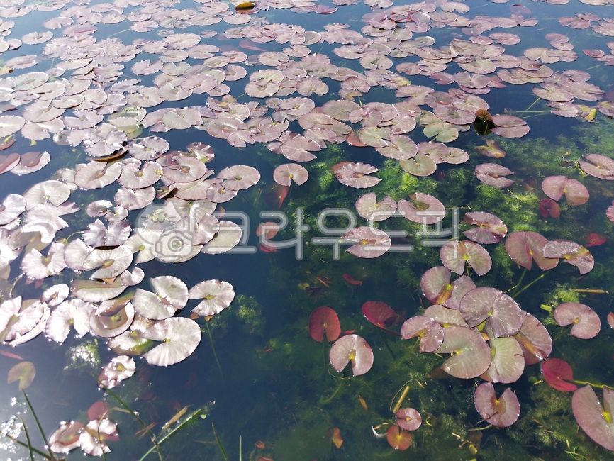 nature, 자연, outdoors, 옥외, pond, 사진,이미지,일러스트,캘리그라피 - 오작교작가
