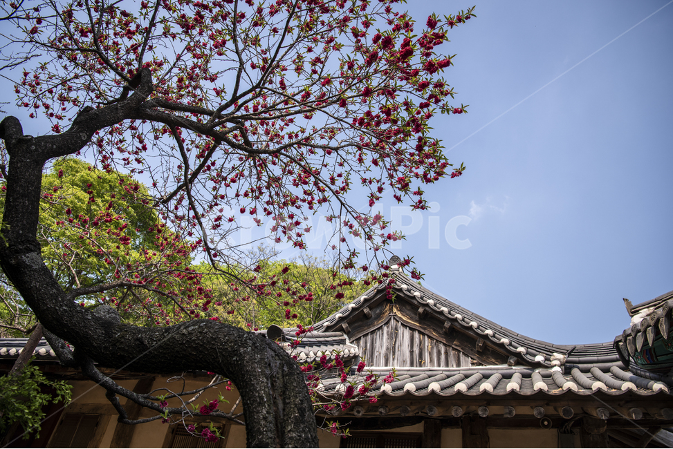 blue sky,double flowers,pink,multiple layers,large tree,flowering,scenery,branch,spring,red,bloom,double leaves,Peach blossom,sculpture tree,sky,flowers,garden tree,old,peach,tree,full bloom,flower,Hanok,planting,garden
