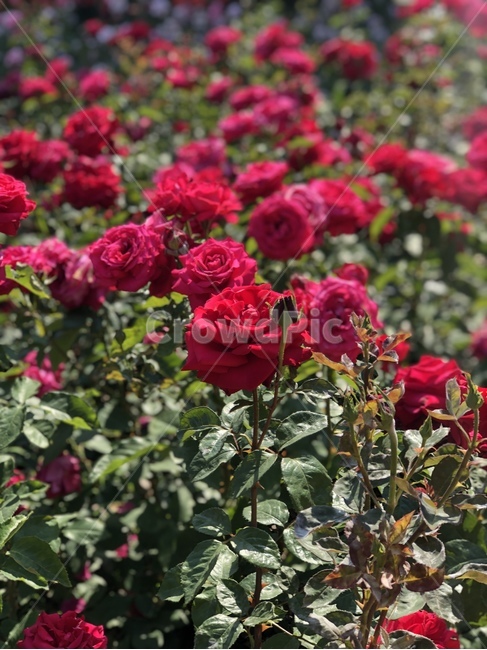 장미,rose,flowers,빨간꽃,햇빛,식물,꽃,장미공원,꽃놀이,창원,창원장미공원,빨간장미,빨간색장미,빨간색꽃