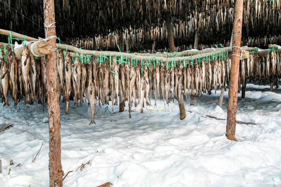 황태,덕장,황태덕장,겨울,인제,명태,건조,겨울,계절,winter,season,자연,풍경,nature,landscape