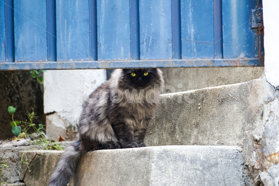 고양이,동물,포유류,길냥이,cat,animal,pet,동물,animal,포유류,mammal,고양이,cat,kitten,kitty